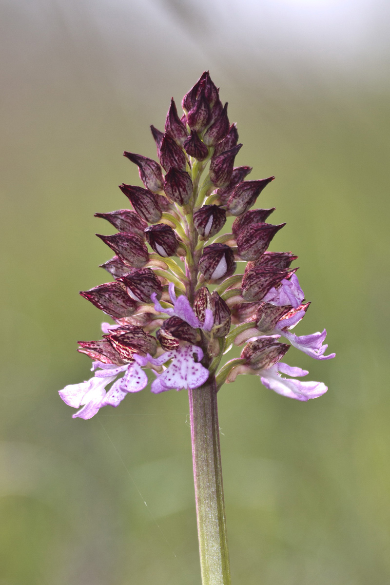 Orchis purpurea